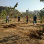 Smritivan Warje Urban Forestry, 2017